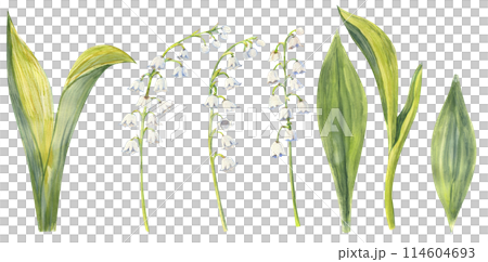 Lily of the valley set, hand drawn. Watercolor illustration of spring flowers 114604693