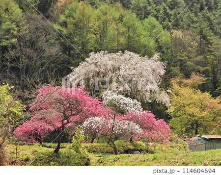 花桃の里の大きな枝垂桜 花桃の里の大きな枝垂桜 114604694