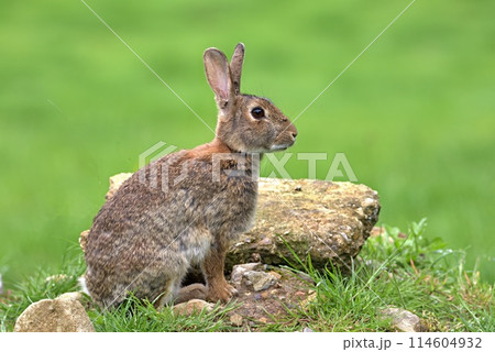 Wild British rabbit sitting on rocks 114604932