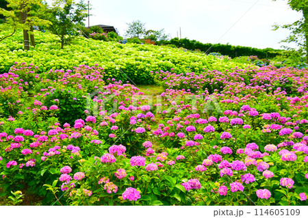 日本一のあじさいの丘陵地 　かざはやの里 114605109