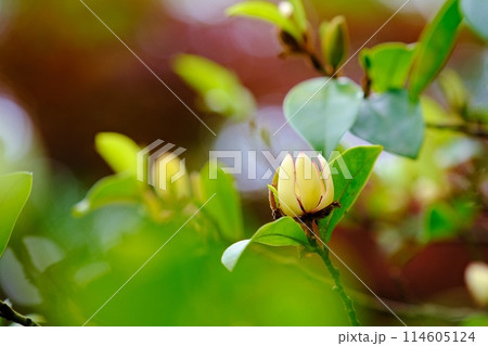 名木カラタネオガタマの花 114605124