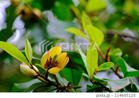 名木カラタネオガタマの花 114605128