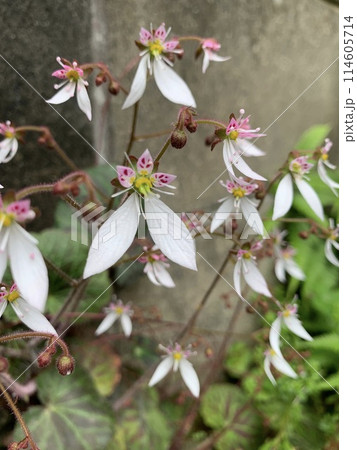 ユキノシタ ユキノシタ 114605714