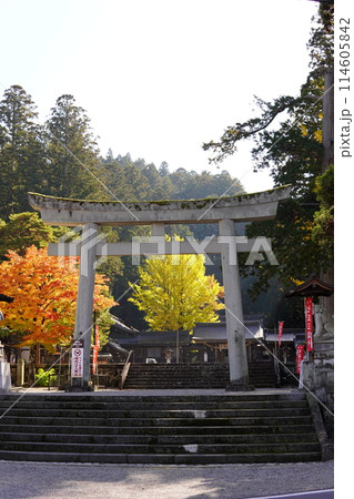神社のイチョウ 神社のイチョウ 114605842