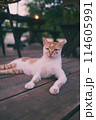 涼む野良猫 114605991