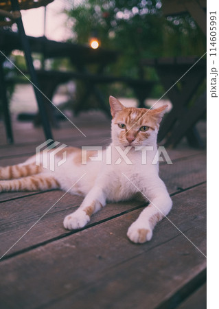 涼む野良猫 114605991