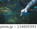 水族館のペンギン 114605993