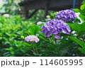 あじさい　紫 114605995