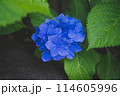 あじさい　青 114605996