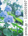 青い紫陽花 114605997