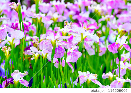 優雅で美しい花菖蒲 114606005
