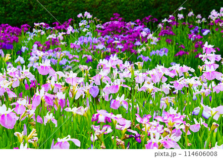 優雅で美しい花菖蒲 114606008