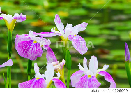 優雅で美しい花菖蒲 114606009