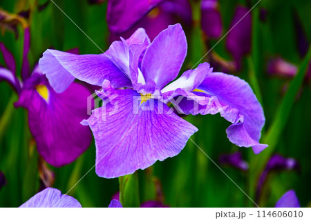 優雅で美しい花菖蒲 優雅で美しい花菖蒲 114606010