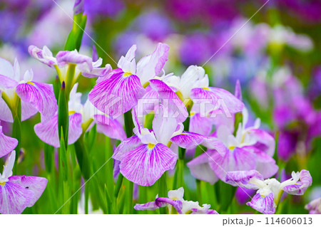 優雅で美しい花菖蒲 114606013