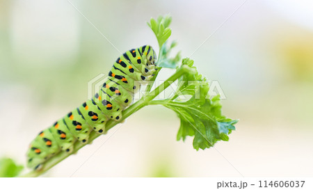 むしゃむしゃ黙々とパセリの葉を食べる一匹のアゲハ蝶（キアゲハ）の幼虫 114606037