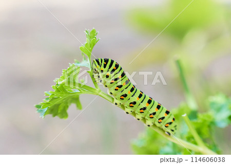 むしゃむしゃ黙々とパセリの葉を食べる一匹のアゲハ蝶（キアゲハ）の幼虫 114606038