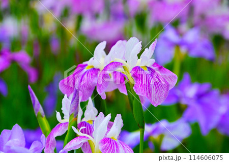 優雅で美しい花菖蒲 優雅で美しい花菖蒲 114606075