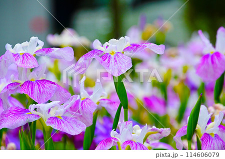 優雅で美しい花菖蒲 114606079