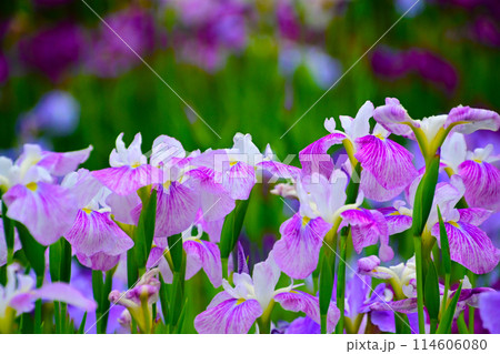 優雅で美しい花菖蒲 114606080