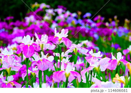 優雅で美しい花菖蒲 114606081