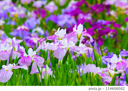 優雅で美しい花菖蒲 114606082