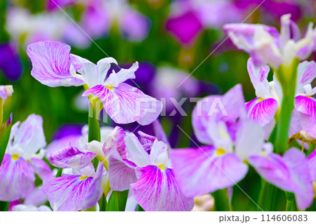 優雅で美しい花菖蒲 114606083