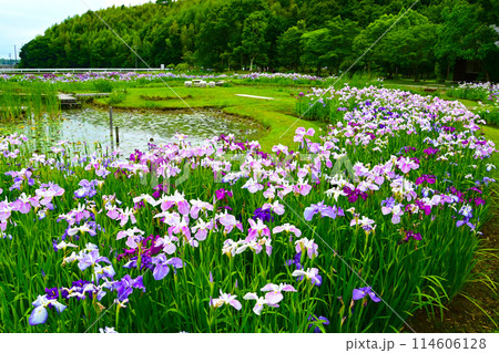 優雅で美しい花菖蒲 114606128