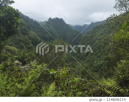 View of green hills, mountain landscape with dense tropical forest plants and vegetation at levada Caldeirao Verde and Caldeirao do Inferno hiking trail, Madeira, Portugal 114606214