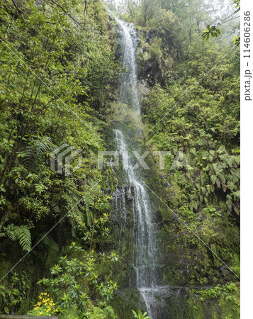 Waterfall in dense tropical laurel forest vegetation with ferns, moss and stones at Levada Caldeirao Verde and Caldeirao do Inferno hiking trail, Madeira island, Portugal 114606286