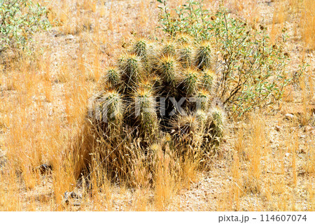 Hedge Hog cactus Hedge Hog cactus 114607074