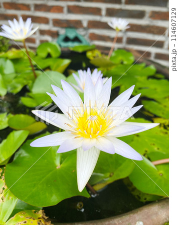 バリのお花、熱帯スイレン、ドウベン 114607129