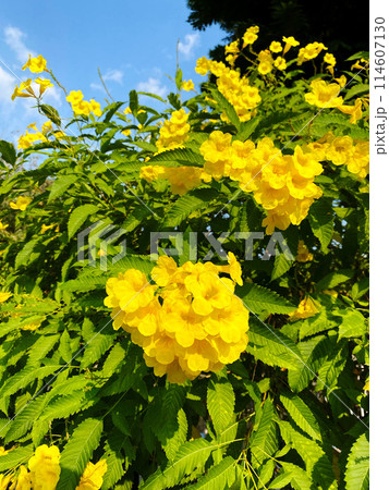 ベトナムのお花キンレイジュ(金鈴樹) ベトナムのお花キンレイジュ(金鈴樹) 114607130