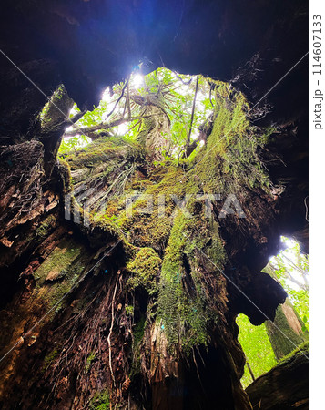 屋久島の大木の中から見る木漏れ日 114607133