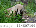 アナグマ 114607199