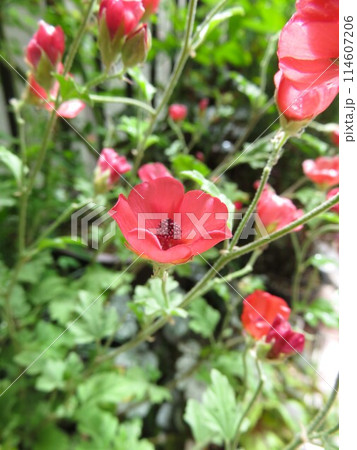 スファラルセア 114607206