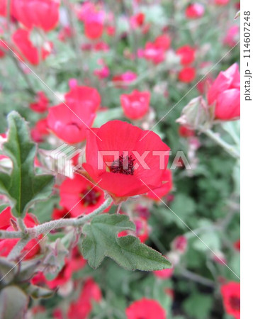 スファラルセア 114607248