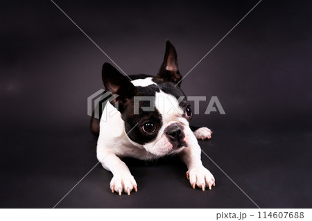 Boston Terrier. Portrait of a dog on a white dark background and chair. Boston Terrier. Portrait of a dog on a white dark background and chair. 114607688