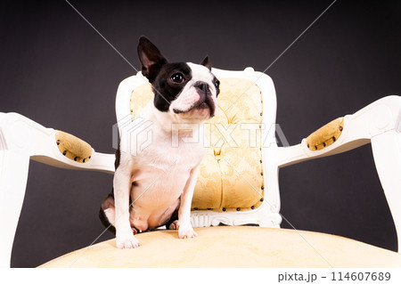 Boston Terrier. Portrait of a dog on a white dark background and chair. 114607689