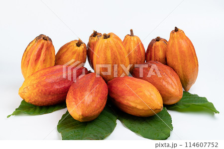 Clean orange color cacao pods 114607752