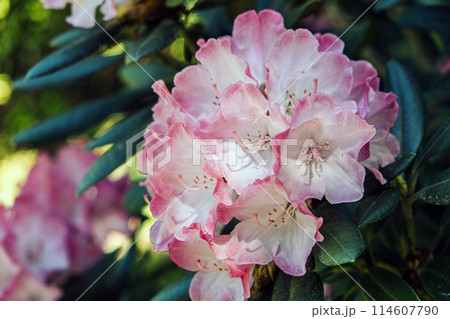 Delicate Pink Rhododendron Blossoms Close-Up 114607790