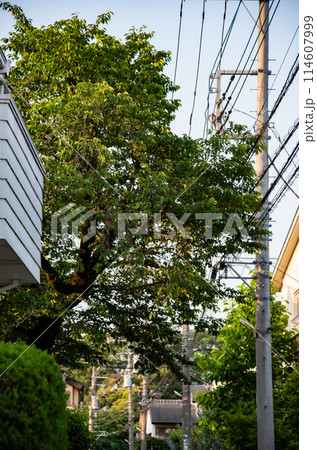 街路樹のある風景 街路樹のある風景 114607999