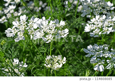 オルレア・ホワイトレース 114608085