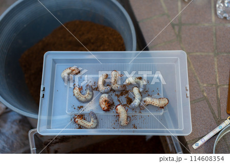 カブトムシの飼育　マット交換 114608354