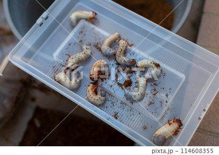 カブトムシの飼育　マット交換 114608355