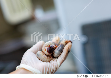 カブトムシの飼育　マット交換 114608357