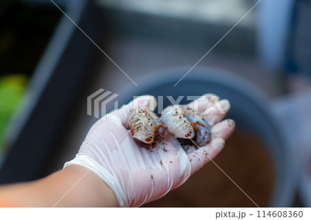 カブトムシの飼育　マット交換 114608360