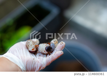 カブトムシの飼育　マット交換 114608361