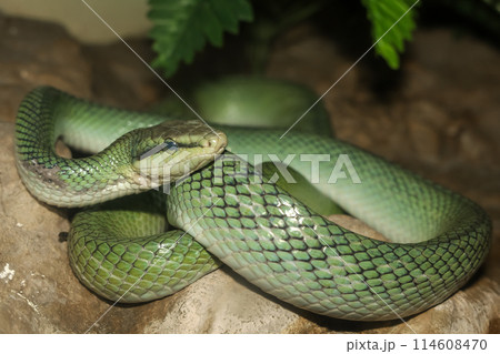 Close up head red tailed rat snake in garden 114608470
