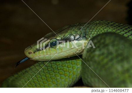 Close up head red tailed rat snake in garden Close up head red tailed rat snake in garden 114608477